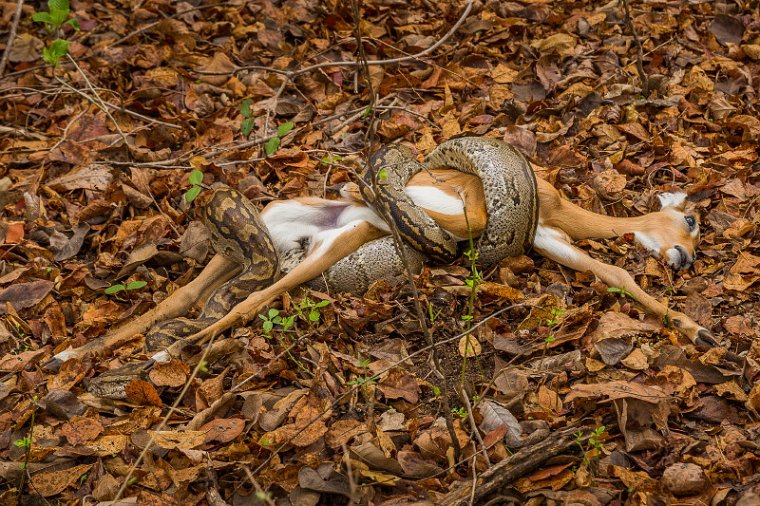 118 Zambia, South Luangwa NP, python met baby impala.jpg